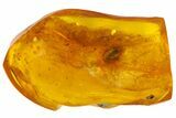 Detailed Fossil Beetle (Coleoptera) In Baltic Amber #139048-2